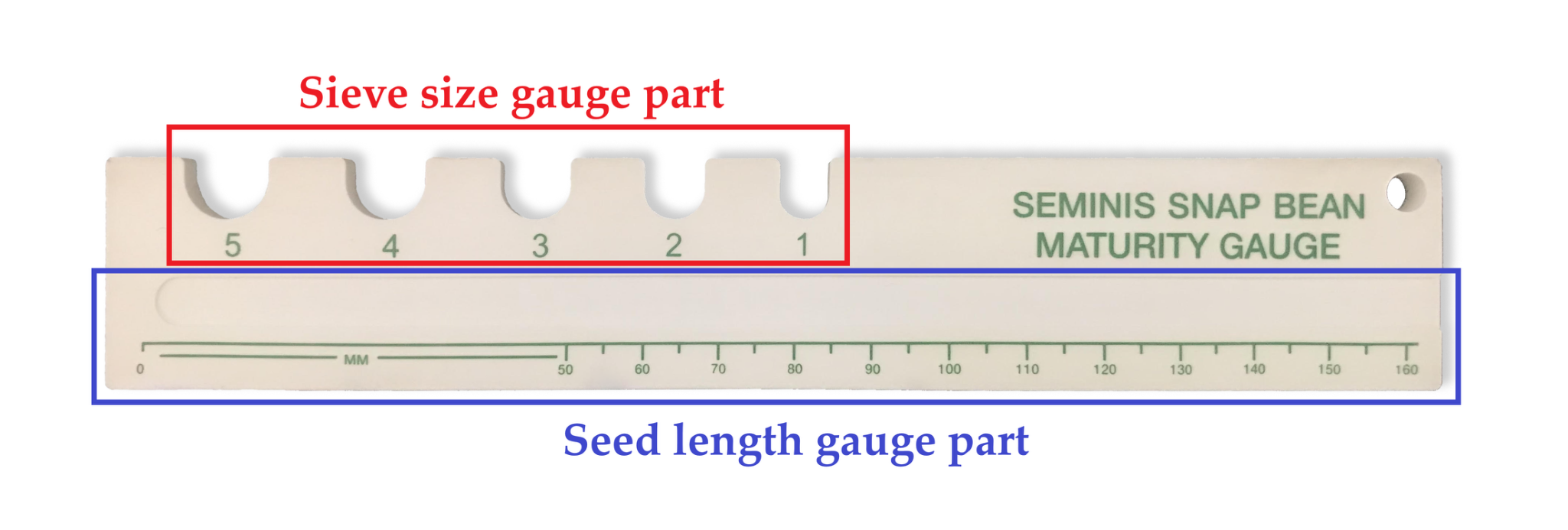 Farmers and growers manually sample snap bean pods using a sieve gauge to estimate pod size and determine harvest timing. This process is labor-intensive and prone to error due to spatial variability across the field. UAV-based precision agriculture can provide more accurate, field-wide estimates to optimize harvest decisions, reduce costs, and maximize profit.
