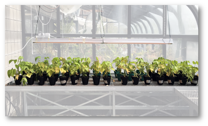 We conducted a ideal-scenario controlled greenhouse study at RIT, then transferred the learned concepts and scaled the approach to field-scale UAV studies; for both yield and harvest scheduling