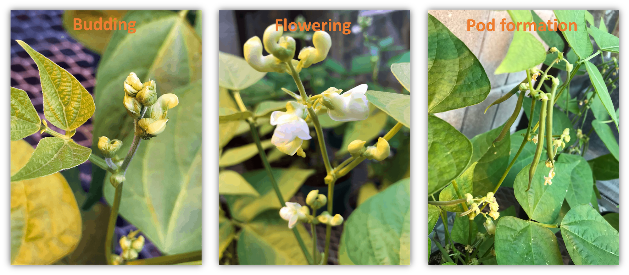 Snap Bean Yield Modeling and Harvest Scheduling